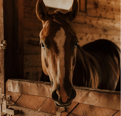 A brown horse with a white stripe on its face looks over the edge of a wooden stall.